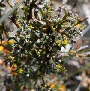 Mirbelia oxylobioides at Rendezvous Creek, ACT - 24 Nov 2022