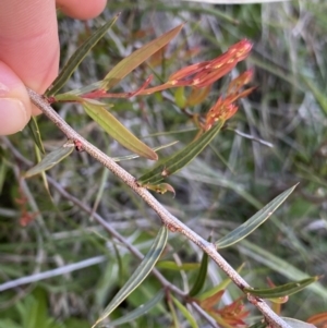 Acacia siculiformis at Rendezvous Creek, ACT - 24 Nov 2022