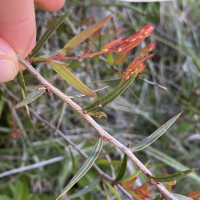 Acacia siculiformis (Dagger Wattle) at Rendezvous Creek, ACT - 24 Nov 2022 by NedJohnston