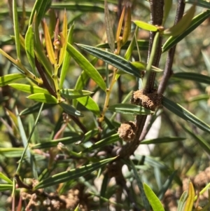 Acacia siculiformis at Rendezvous Creek, ACT - 24 Nov 2022 10:22 AM