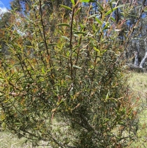 Acacia siculiformis at Rendezvous Creek, ACT - 24 Nov 2022
