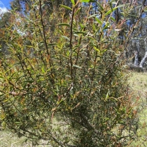 Acacia siculiformis at Rendezvous Creek, ACT - 24 Nov 2022 10:22 AM