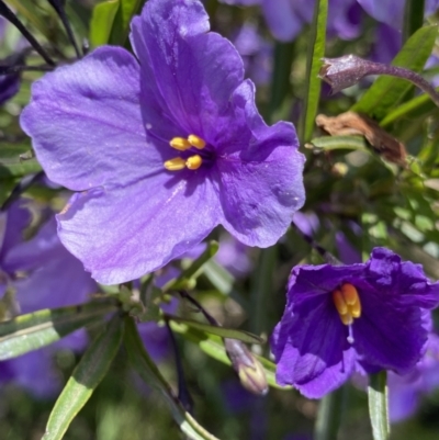 Solanum linearifolium (Kangaroo Apple) at Booth, ACT - 24 Nov 2022 by NedJohnston