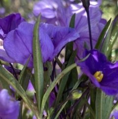 Solanum linearifolium at Booth, ACT - 24 Nov 2022