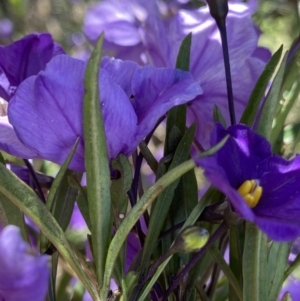 Solanum linearifolium at Booth, ACT - 24 Nov 2022