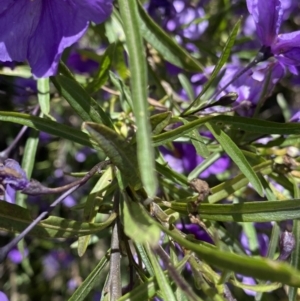 Solanum linearifolium at Booth, ACT - 24 Nov 2022