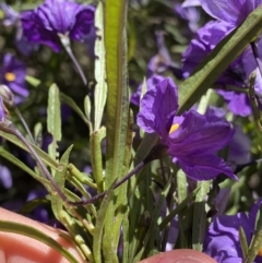 Solanum linearifolium at Booth, ACT - 24 Nov 2022