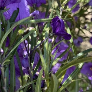 Solanum linearifolium at Booth, ACT - 24 Nov 2022