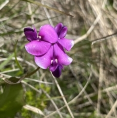 Swainsona behriana (Behr's Swainson-Pea) at Mount Clear, ACT - 24 Nov 2022 by NedJohnston