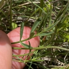 Swainsona behriana at Mount Clear, ACT - 24 Nov 2022 11:23 AM