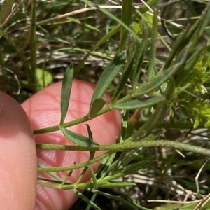 Swainsona behriana at Mount Clear, ACT - 24 Nov 2022 11:23 AM