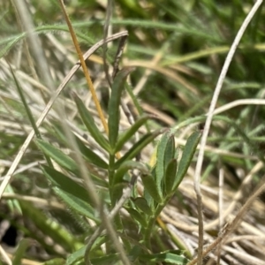 Swainsona behriana at Mount Clear, ACT - 24 Nov 2022 11:23 AM