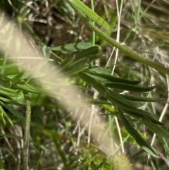 Swainsona behriana at Mount Clear, ACT - 24 Nov 2022 11:23 AM