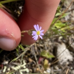 Vittadinia muelleri (Narrow-leafed New Holland Daisy) at Mount Clear, ACT - 24 Nov 2022 by Ned_Johnston