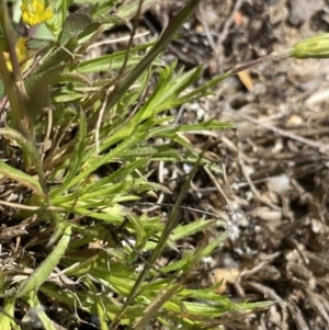 Vittadinia muelleri at Mount Clear, ACT - 24 Nov 2022 11:32 AM