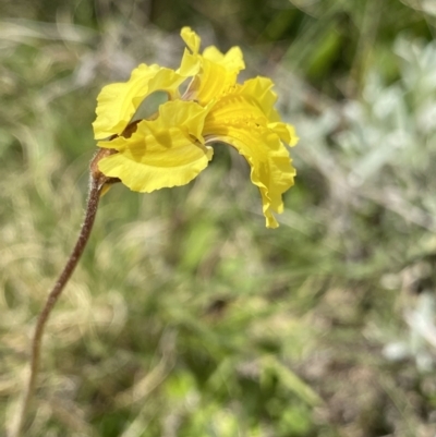 Velleia paradoxa (Spur Velleia) at Namadgi National Park - 24 Nov 2022 by Ned_Johnston