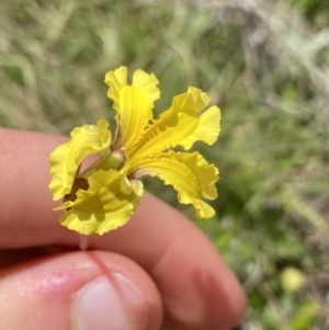 Goodenia paradoxa at Mount Clear, ACT - 24 Nov 2022