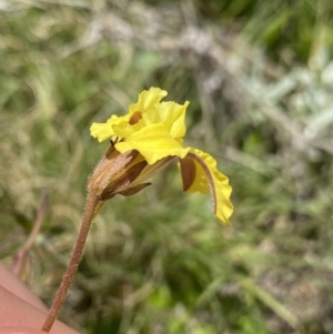 Goodenia paradoxa at Mount Clear, ACT - 24 Nov 2022