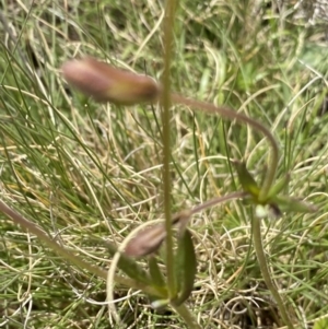 Goodenia paradoxa at Mount Clear, ACT - 24 Nov 2022