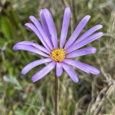 Calotis scabiosifolia var. integrifolia (Rough Burr-daisy) at Mount Clear, ACT - 24 Nov 2022 by NedJohnston