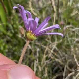 Calotis scabiosifolia var. integrifolia at Mount Clear, ACT - 24 Nov 2022 11:37 AM