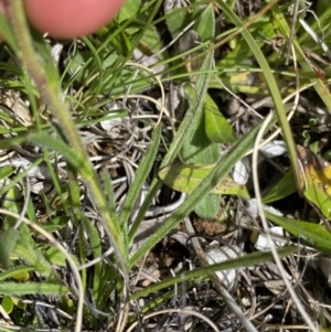 Calotis scabiosifolia var. integrifolia at Mount Clear, ACT - 24 Nov 2022