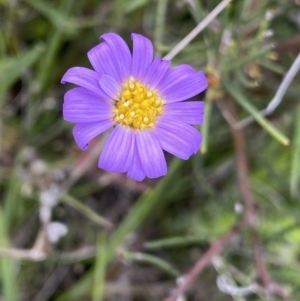 Calotis scabiosifolia var. integrifolia at Mount Clear, ACT - 24 Nov 2022 11:50 AM