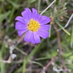 Calotis scabiosifolia var. integrifolia (Rough Burr-daisy) at Mount Clear, ACT - 24 Nov 2022 by Ned_Johnston