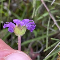 Calotis scabiosifolia var. integrifolia at Mount Clear, ACT - 24 Nov 2022 11:50 AM