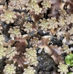 Marchantia sp. (genus) (A Liverwort) at Mount Clear, ACT - 19 Nov 2022 by NedJohnston