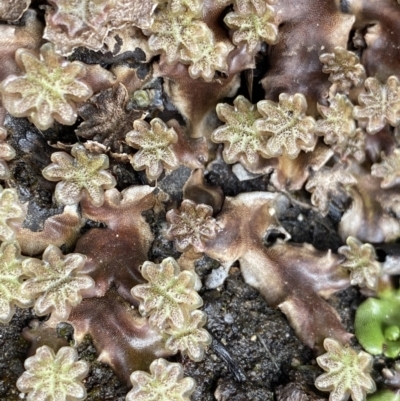 Marchantia sp. (genus) (A Liverwort) at Mount Clear, ACT - 19 Nov 2022 by Ned_Johnston