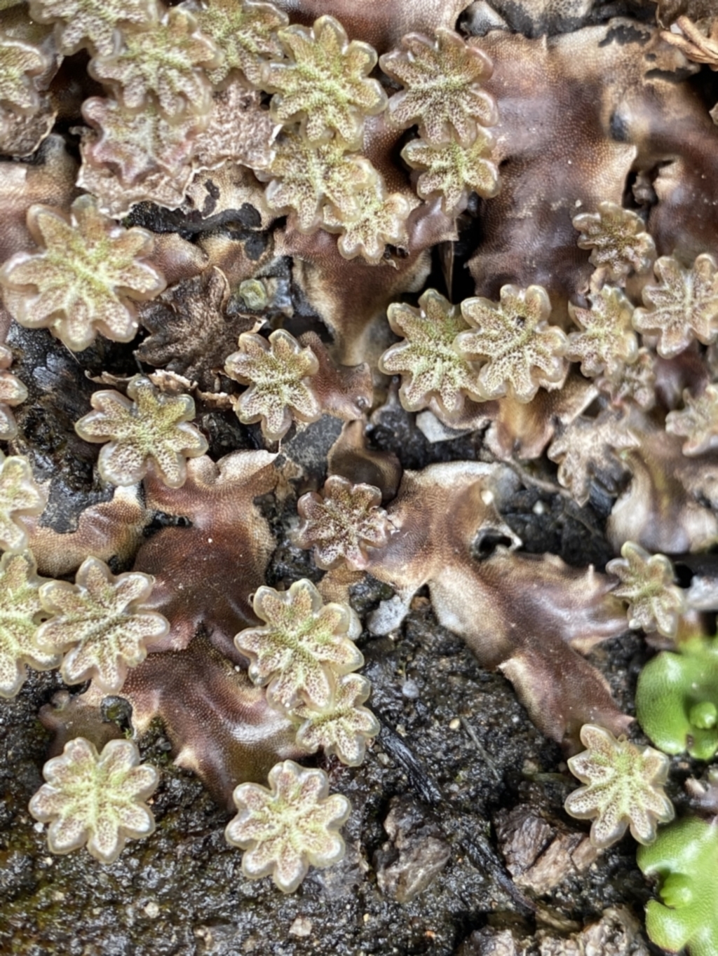 Marchantia sp. (genus) at Mount Clear, ACT - 19 Nov 2022