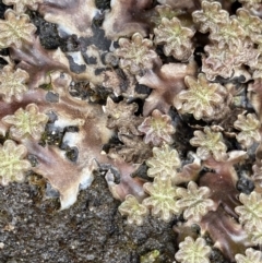 Marchantia sp. (genus) at Mount Clear, ACT - 19 Nov 2022 01:01 PM