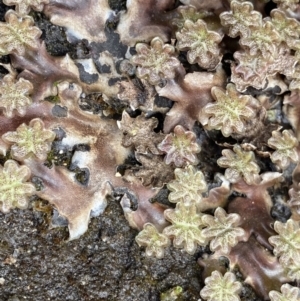 Marchantia sp. (genus) at Mount Clear, ACT - 19 Nov 2022