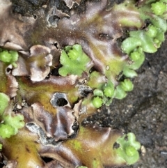 Marchantia sp. (genus) at Mount Clear, ACT - 19 Nov 2022 01:01 PM