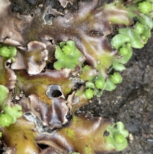 Marchantia sp. (genus) at Mount Clear, ACT - 19 Nov 2022