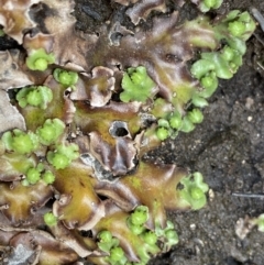 Marchantia sp. (genus) at Mount Clear, ACT - 19 Nov 2022 01:01 PM