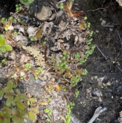 Marchantia sp. (genus) at Mount Clear, ACT - 19 Nov 2022