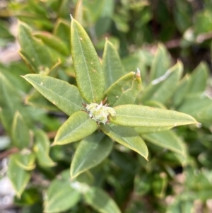 Podolobium alpestre at Mount Clear, ACT - 19 Nov 2022