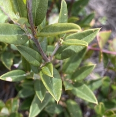 Podolobium alpestre at Mount Clear, ACT - 19 Nov 2022 12:53 PM