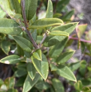 Podolobium alpestre at Mount Clear, ACT - 19 Nov 2022 12:53 PM