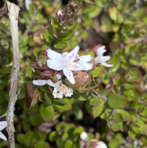 Westringia lucida at Mount Clear, ACT - 19 Nov 2022