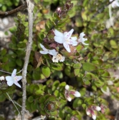 Westringia lucida at Mount Clear, ACT - 19 Nov 2022