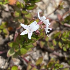 Westringia lucida at Mount Clear, ACT - 19 Nov 2022