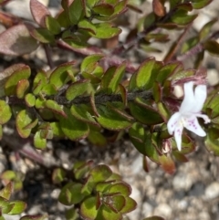 Westringia lucida at Mount Clear, ACT - 19 Nov 2022