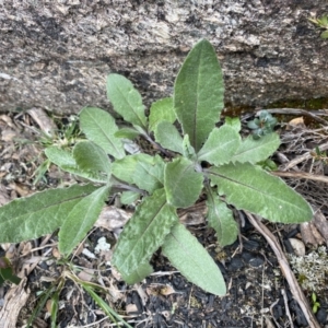 Senecio gunnii at Mount Clear, ACT - 19 Nov 2022