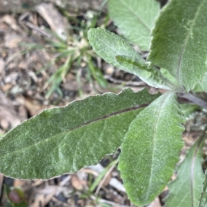 Senecio gunnii at Mount Clear, ACT - 19 Nov 2022 12:23 PM