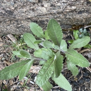 Senecio gunnii at Mount Clear, ACT - 19 Nov 2022 12:23 PM