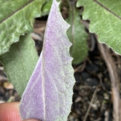 Senecio gunnii at Mount Clear, ACT - 19 Nov 2022 12:23 PM