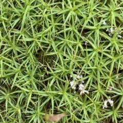 Polytrichaceae sp. (family) (A moss) at Mount Clear, ACT - 19 Nov 2022 by Ned_Johnston